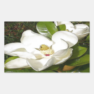 Magnolia Blossom Rechteckiger Aufkleber