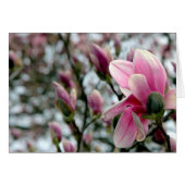 Magnolia Blossom und Buds (Vorderseite (Horizontal))