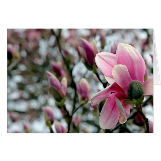 Magnolia Blossom und Buds (Vorderseite (Horizontal))