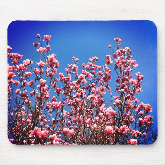 Magnolia Blossoms Blue Sky Blume Mousepad (Vorne)