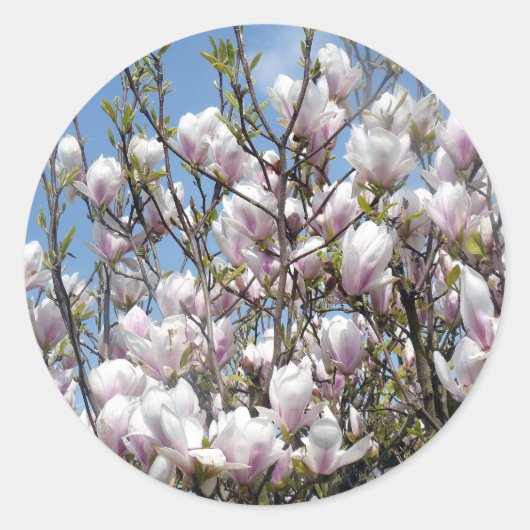 Magnolia blüht im Frühlingsaufkleber Runder Aufkleber (Vorderseite)