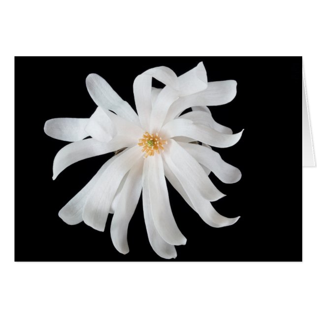 Magnolia-Blume (Vorderseite (Horizontal))