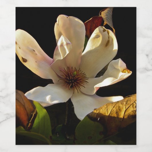 Magnolia Blume auf schwarzem Hintergrund Weinflasc Weinetikett (Einzelnes Label)