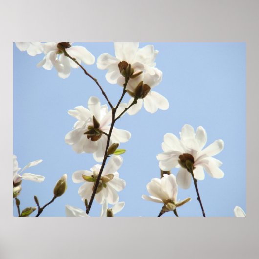 MAGNOLIA Blume Bäume 38 Blauer Kunstdrucke Plakate (Vorne)