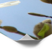 MAGNOLIA Blume Bäume 38 Blauer Kunstdrucke Plakate (Ecke)