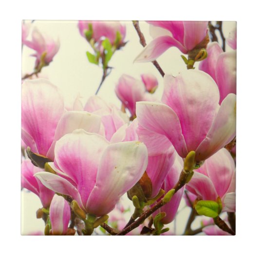 Magnolia Blume Botanisches Blumenblossom Fliese (Vorderseite)