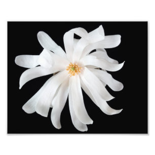 Magnolia-Blume Fotodruck