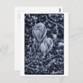 Magnolia-Blume, Frühjahr, sich entfaltende Knospen Postkarte (Vorne/Hinten)