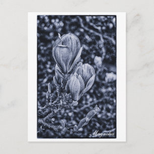 Magnolia-Blume, Frühjahr, sich entfaltende Knospen Postkarte