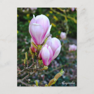 Magnolia-Blume, Frühlingszeit, Natur Postkarte