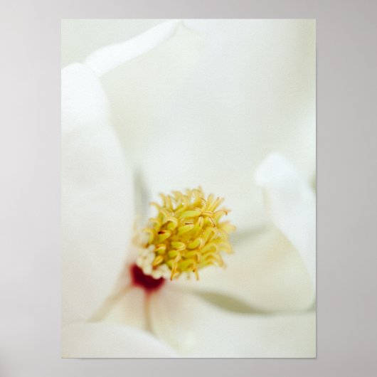 Magnolia Blume Magnolias Blume Poster (Vorne)