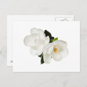 Magnolia Blume Magnolias Blume Postkarte (Vorne/Hinten)