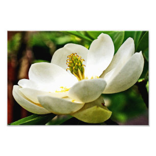 Magnolia-Blume Nah Fotodruck