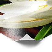 Magnolia-Blume Nah Fotodruck (Ecke)