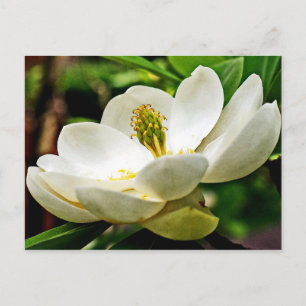 Magnolia-Blume Nah Postkarte