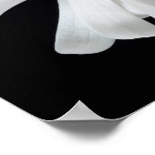 Magnolia-Blume Poster (Ecke)