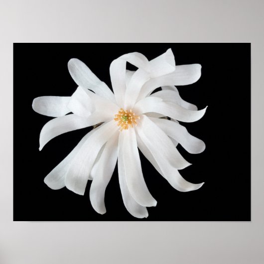 Magnolia-Blume Poster (Vorne)