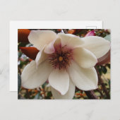Magnolia-Blume Postkarte (Vorne/Hinten)