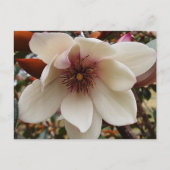 Magnolia-Blume Postkarte (Vorderseite)