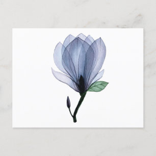 Magnolia-Blume Postkarte