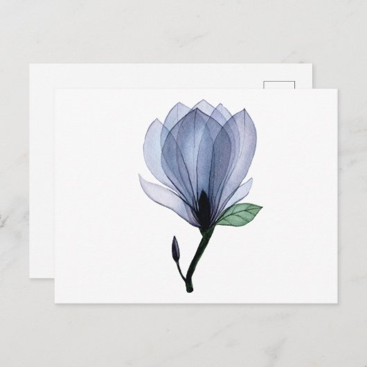 Magnolia-Blume Postkarte (Vorne/Hinten)