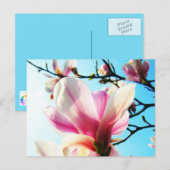 Magnolia-Blume - Postkarte (Vorne/Hinten)