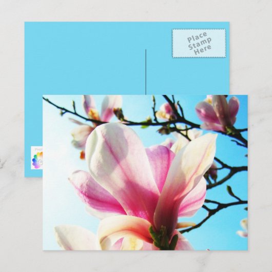 Magnolia-Blume - Postkarte (Vorne/Hinten)