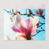 Magnolia-Blume - Postkarte (Vorderseite)