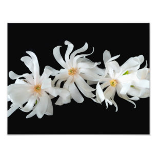 Magnolia Blume Trio Fotodruck