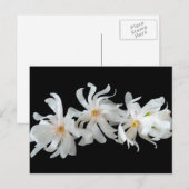 Magnolia Blume Trio Postkarte (Vorne/Hinten)