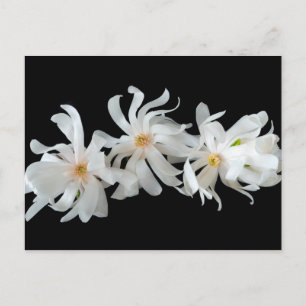Magnolia Blume Trio Postkarte