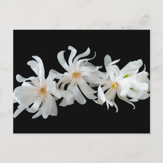 Magnolia Blume Trio Postkarte (Vorderseite)