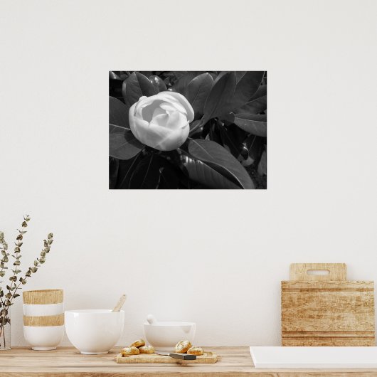 Magnolia Blüte in Schwarz und Weiß Poster (Küche)