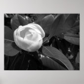 Magnolia Blüte in Schwarz und Weiß Poster (Vorne)