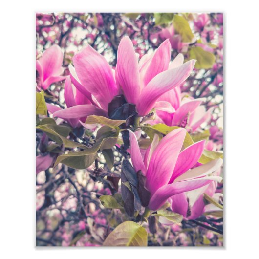 Magnolia-Blüten Fotodruck (Vorne)