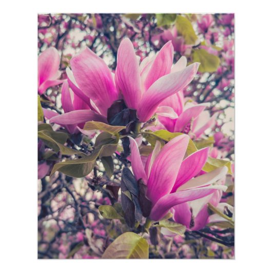Magnolia-Blüten Poster (Vorderseite)