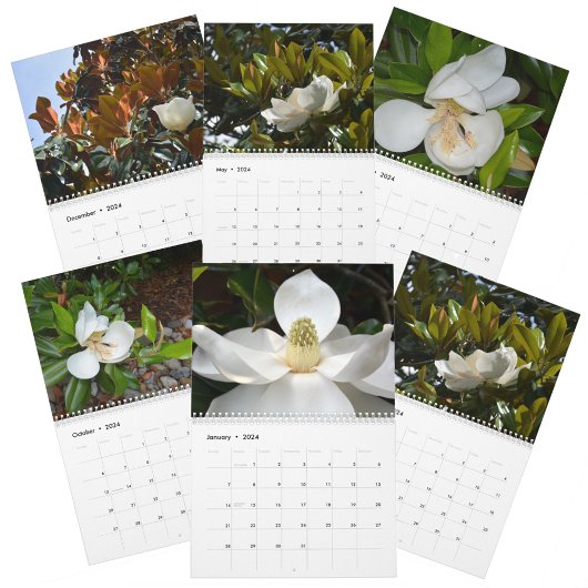 Magnolia Blüten Schöne Fotografie Kalender