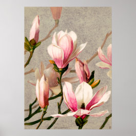 Magnolia Blüten von L. Prang & Co. Poster