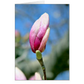 Magnolia Bud (Vorne)