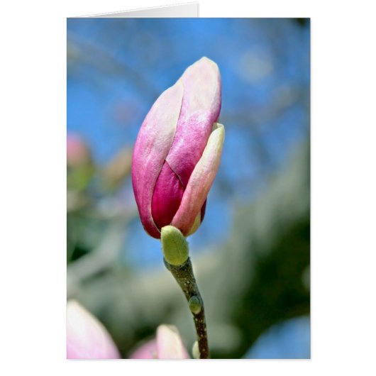 Magnolia Bud (Vorne)