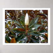 Magnolia Bud Poster (Vorne)