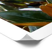 Magnolia Bud Poster (Ecke)