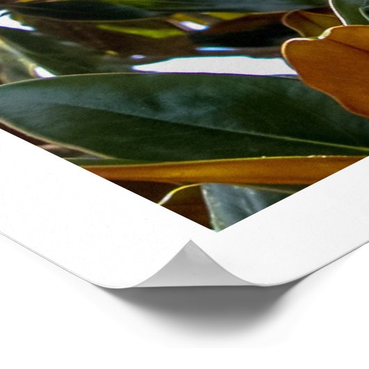 Magnolia Bud Poster (Ecke)