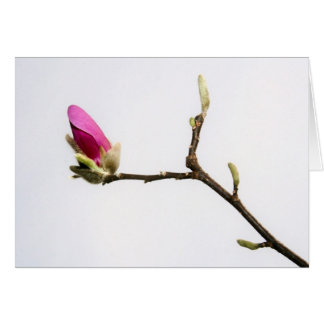 "magnolia bud" von Larry Coressel