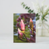 Magnolia Buds Postkarte (Stehend Vorderseite)