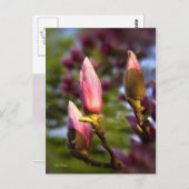 Magnolia Buds Postkarte (Vorne/Hinten)