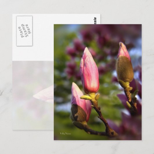 Magnolia Buds Postkarte (Vorne/Hinten)