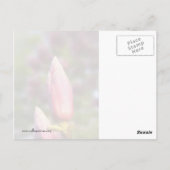Magnolia Buds Postkarte (Rückseite)