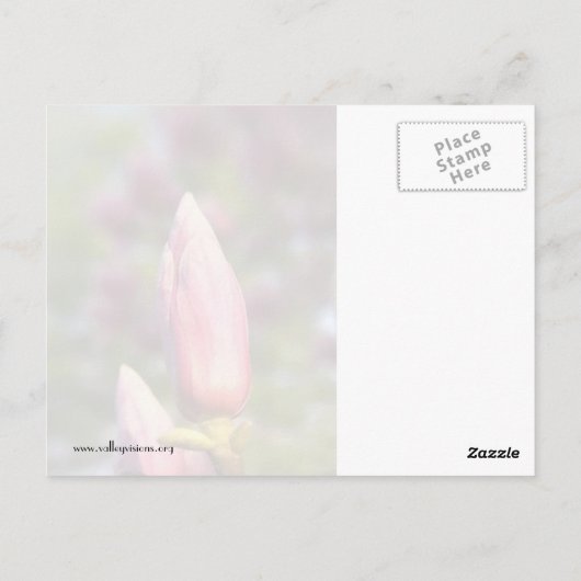 Magnolia Buds Postkarte (Rückseite)