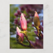 Magnolia Buds Postkarte (Vorderseite)